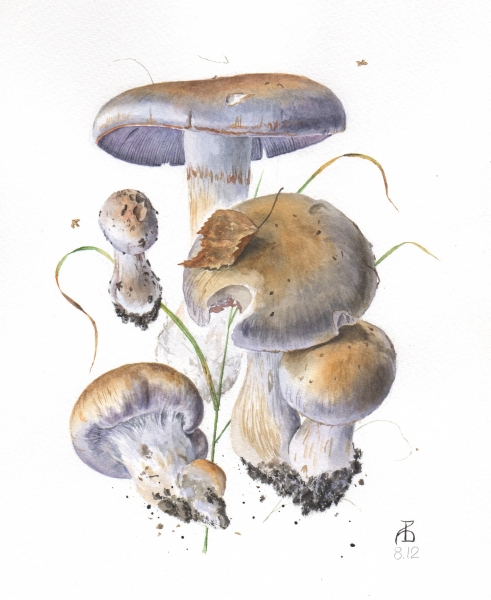 Cortinarius sp 8.12