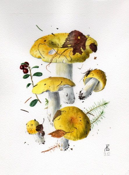 Russula claroflava 9.12