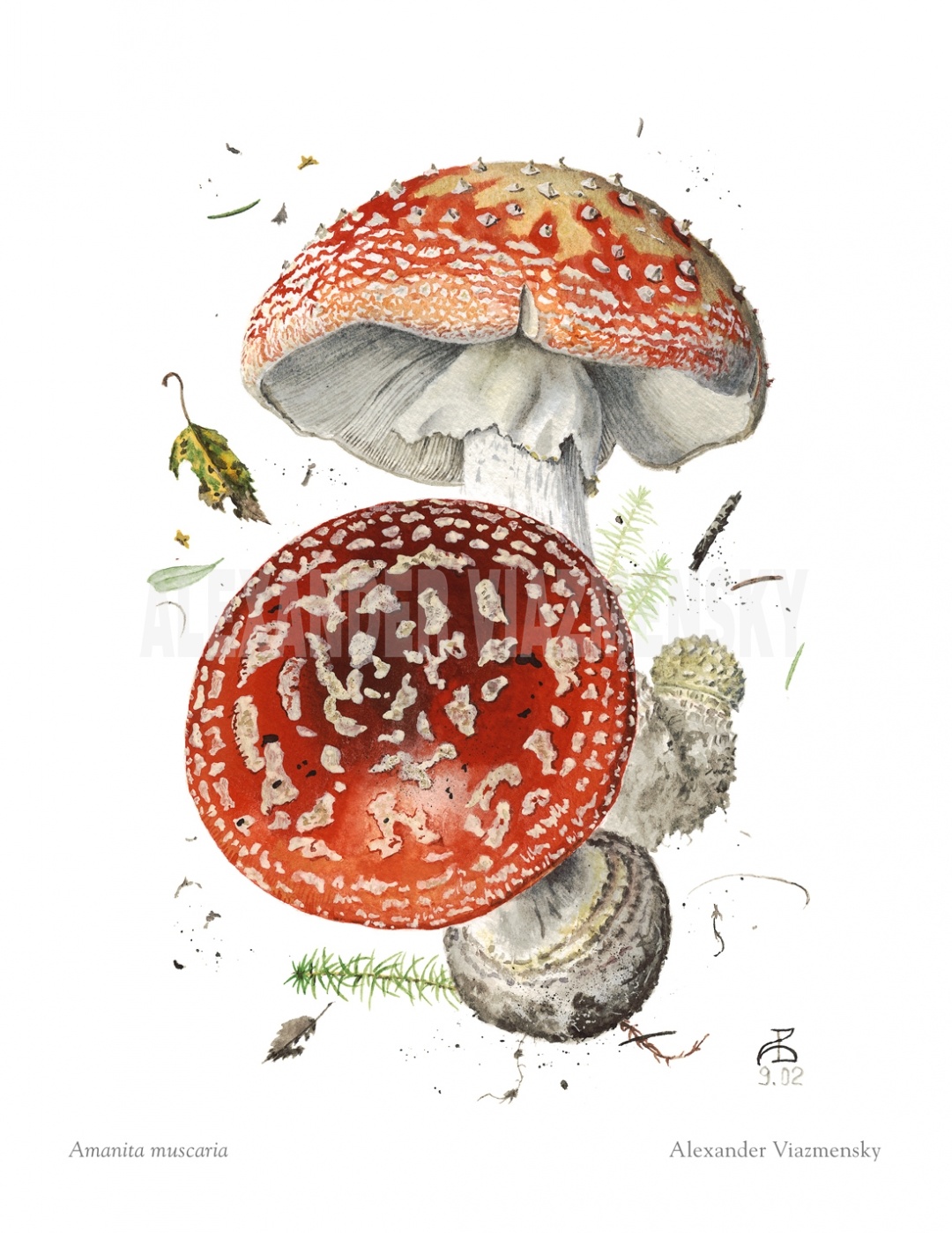 Amanita muscaria small