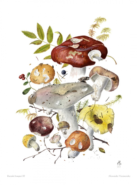 Russula Bouquet III