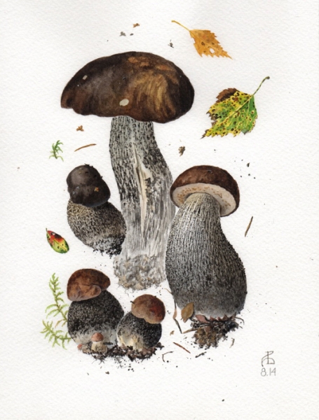 Leccinum scabrum 8.14