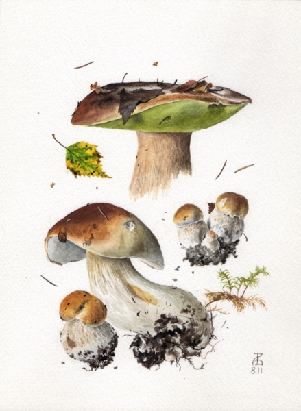 Boletus edulis 8.11