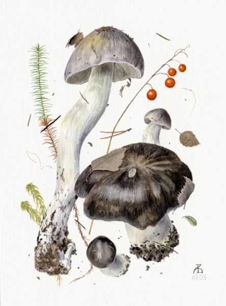 Tricholoma portentosum