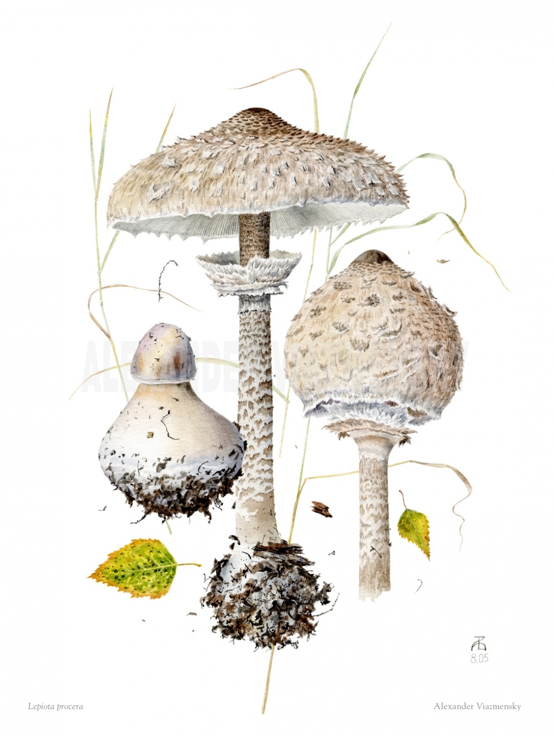 Lepiota Procera