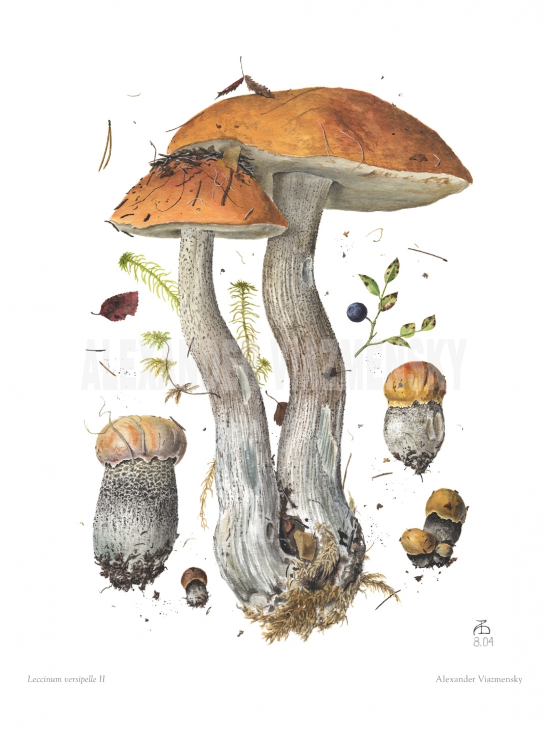 Leccinum versipelle II