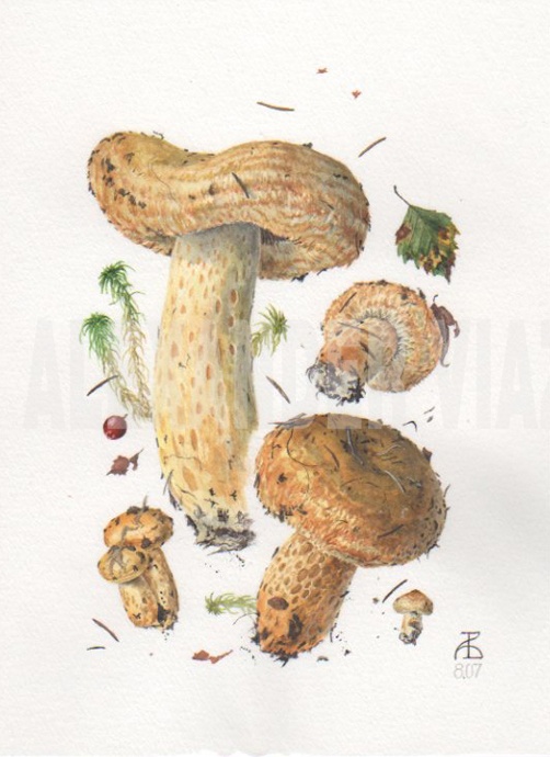 Lactarius repraesentaneus 8-07