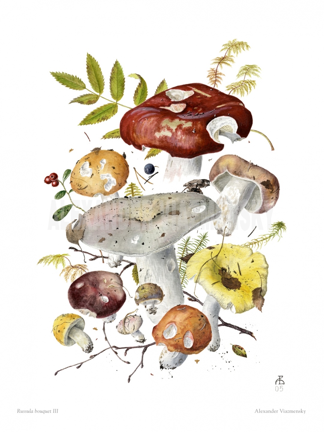 Russula Bouquet III