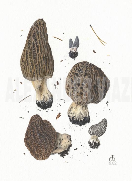 Morchella elata II