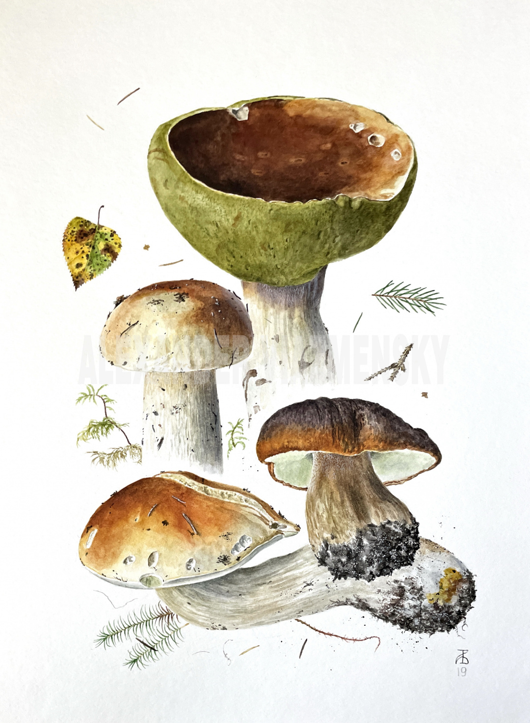 Boletus edulis I