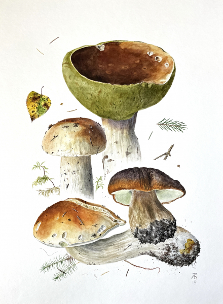 Boletus edulis I