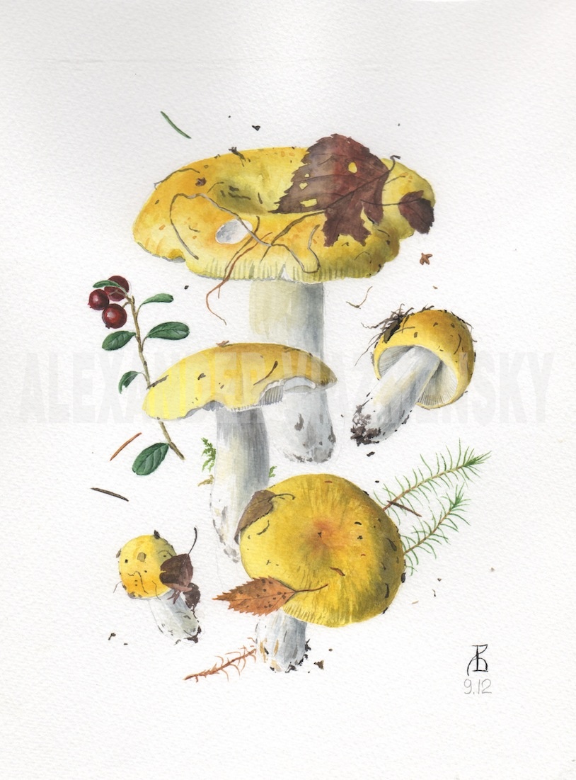 Russula claroflava 9.12