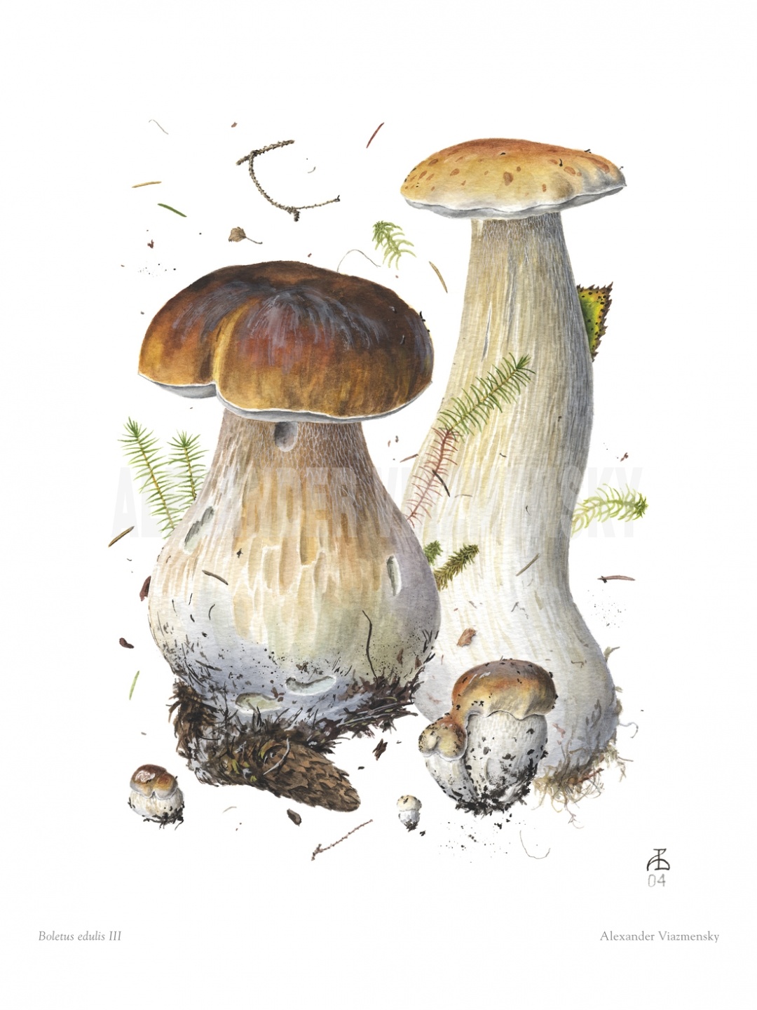 Boletus edulis III