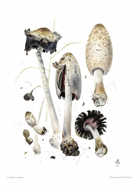 Coprinus comatus