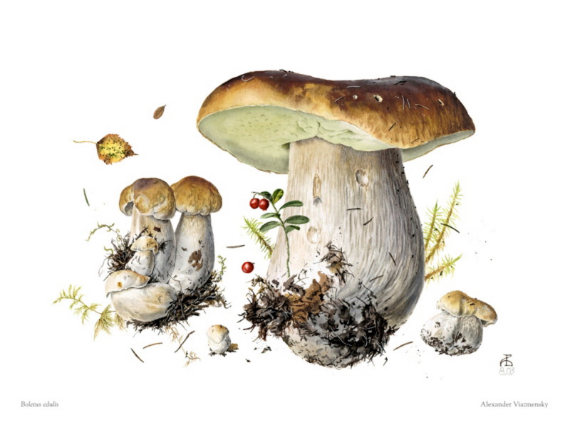 Boletus Edulis