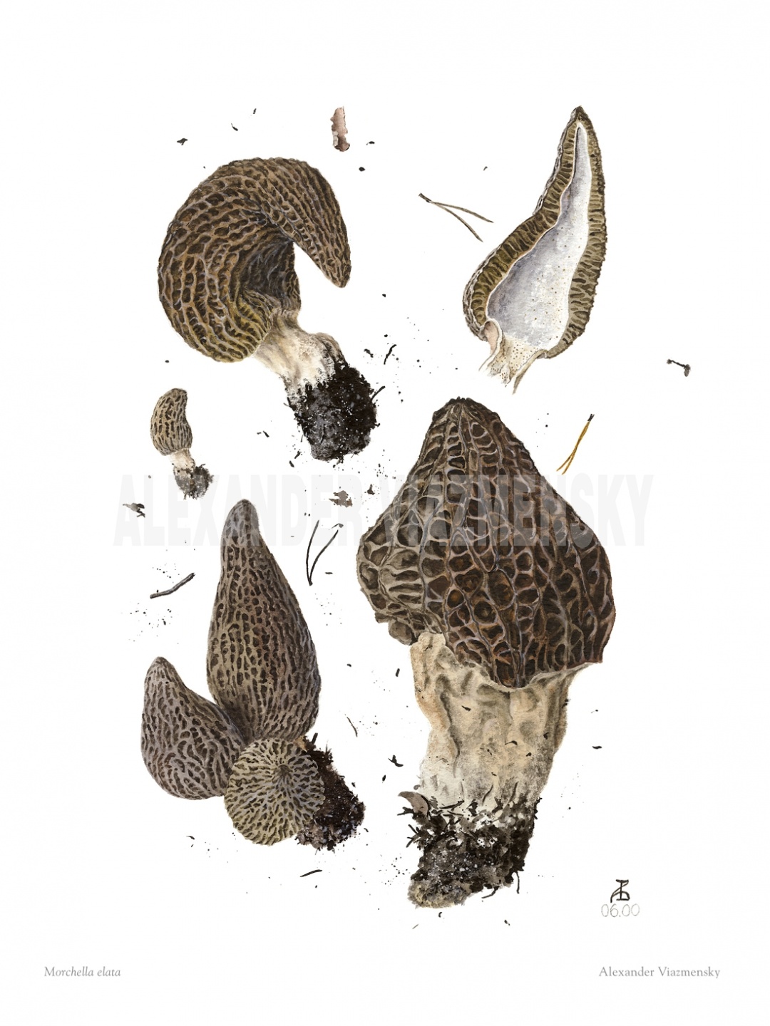 Morchella Elata