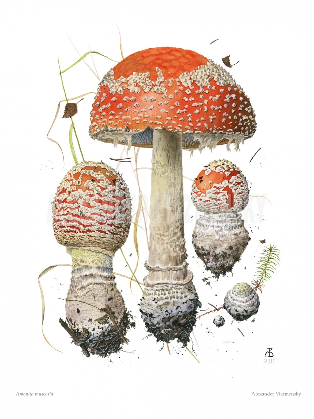 Amanita muscaria