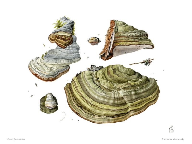 Fomes fomentarius