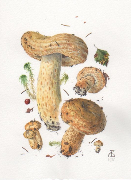 Lactarius repraesentaneus 8-07