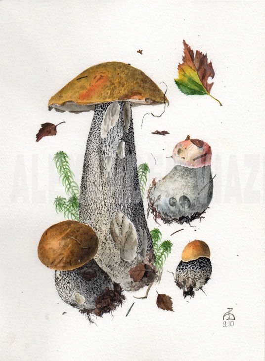 Leccinum vercipelle 9.10