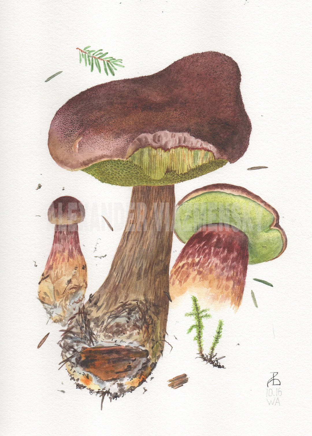 Boletus mirabilis