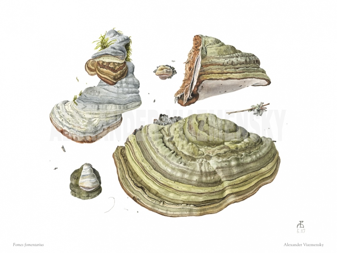 Fomes fomentarius