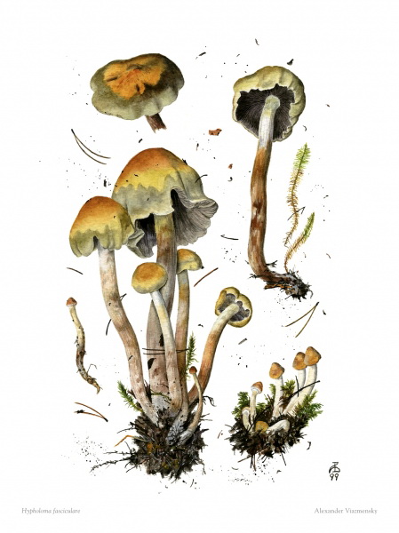 Hypholoma fasciculare