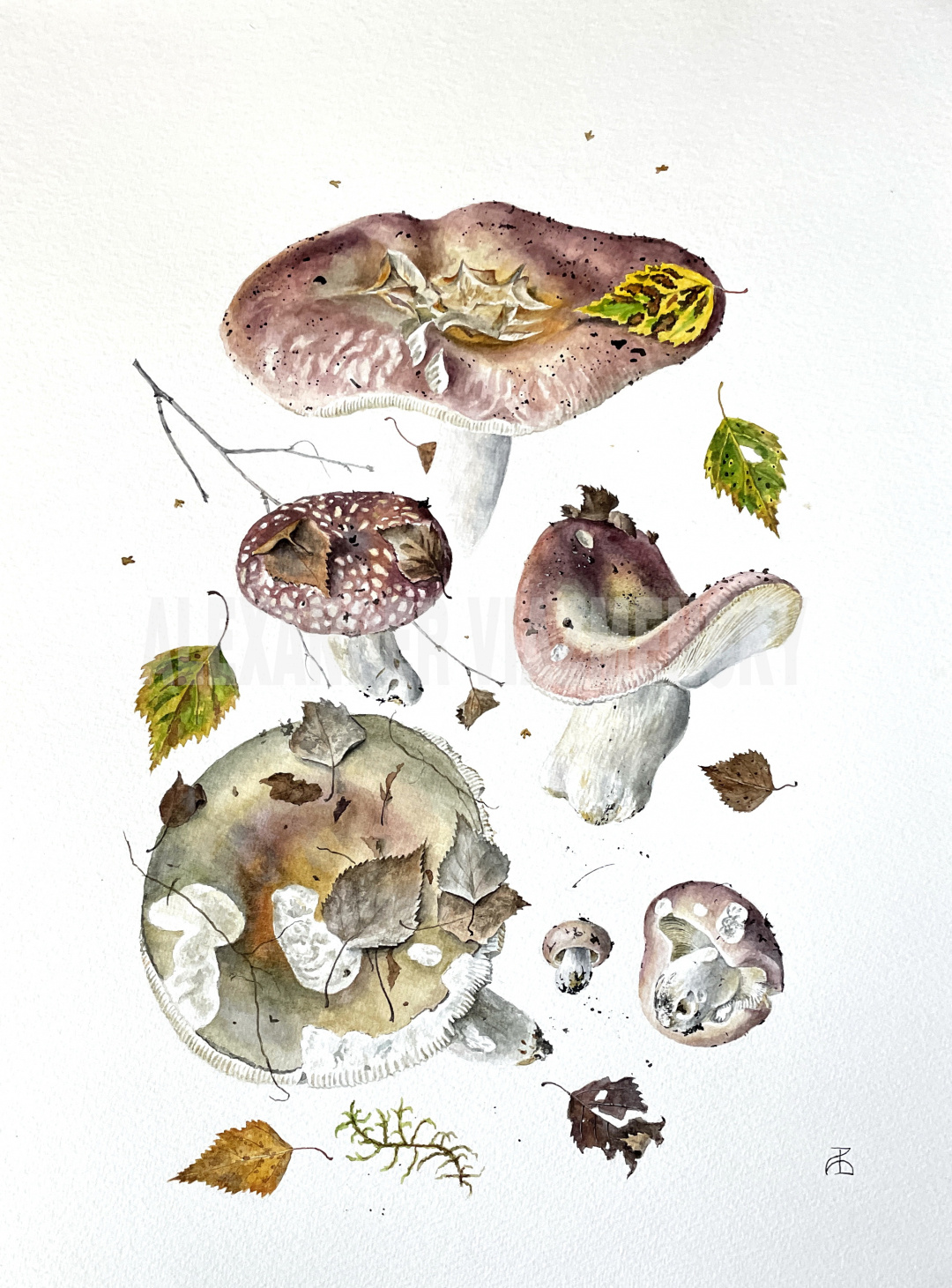 Russula vesca 