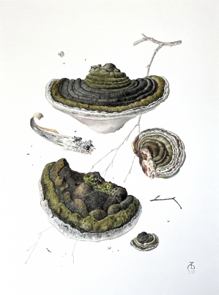 Fomes fomentarius I