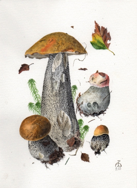 Leccinum vercipelle 9.10