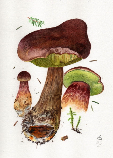 Boletus mirabilis