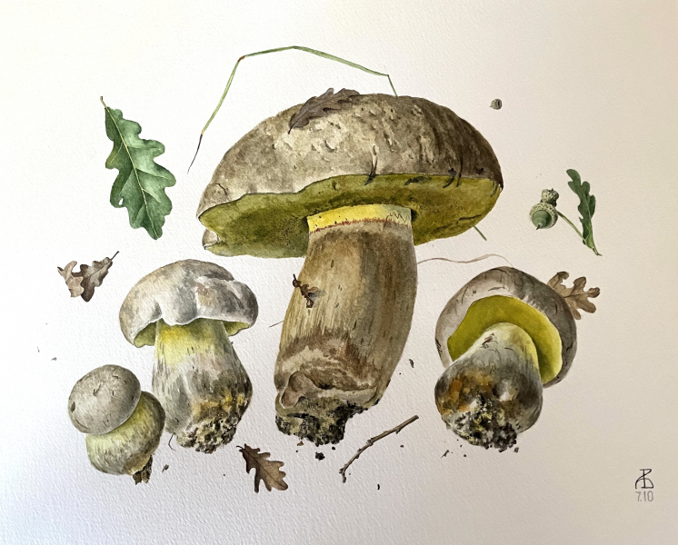 Boletus radicans I