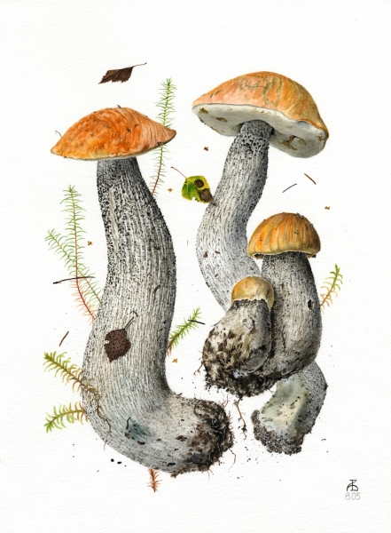 Leccinum versipelle IV