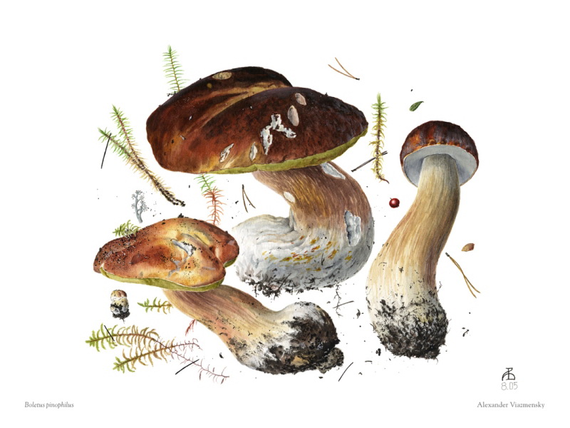 Boletus pinophilus