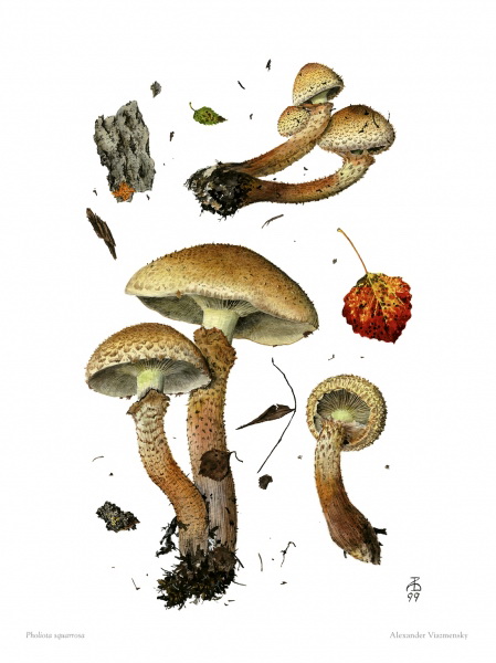 Pholiota Squarrosa