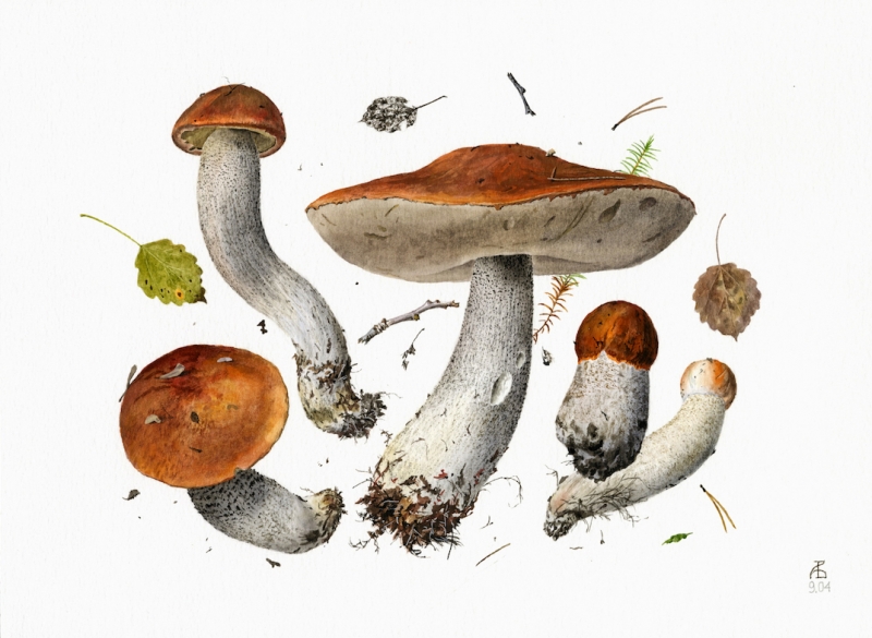 Leccinum aurantiacum