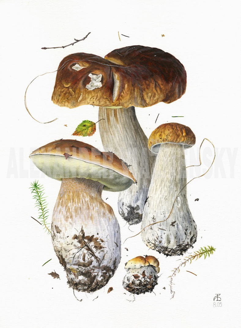 Boletus edulis V