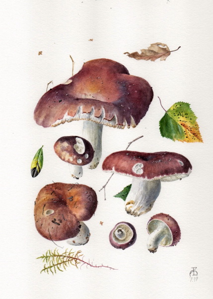 Russula cyanoxantha