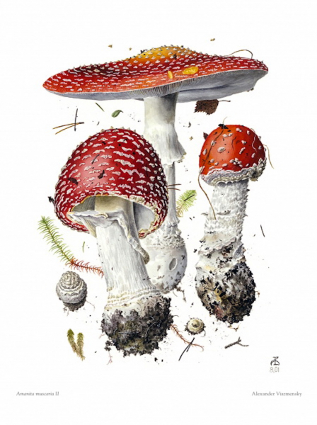 Amanita muscaria II