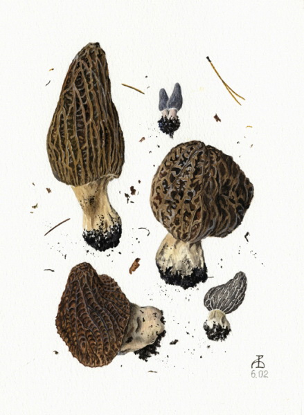 Morchella elata II