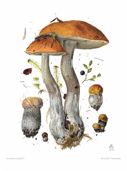 Leccinum versipelle II