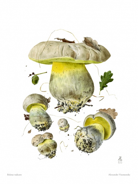 Boletus radicans