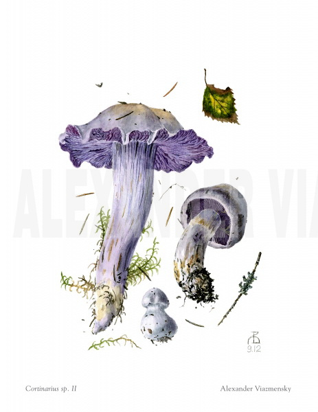 Cortinarius sp. II