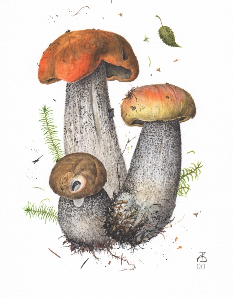 Leccinum versipelle 00