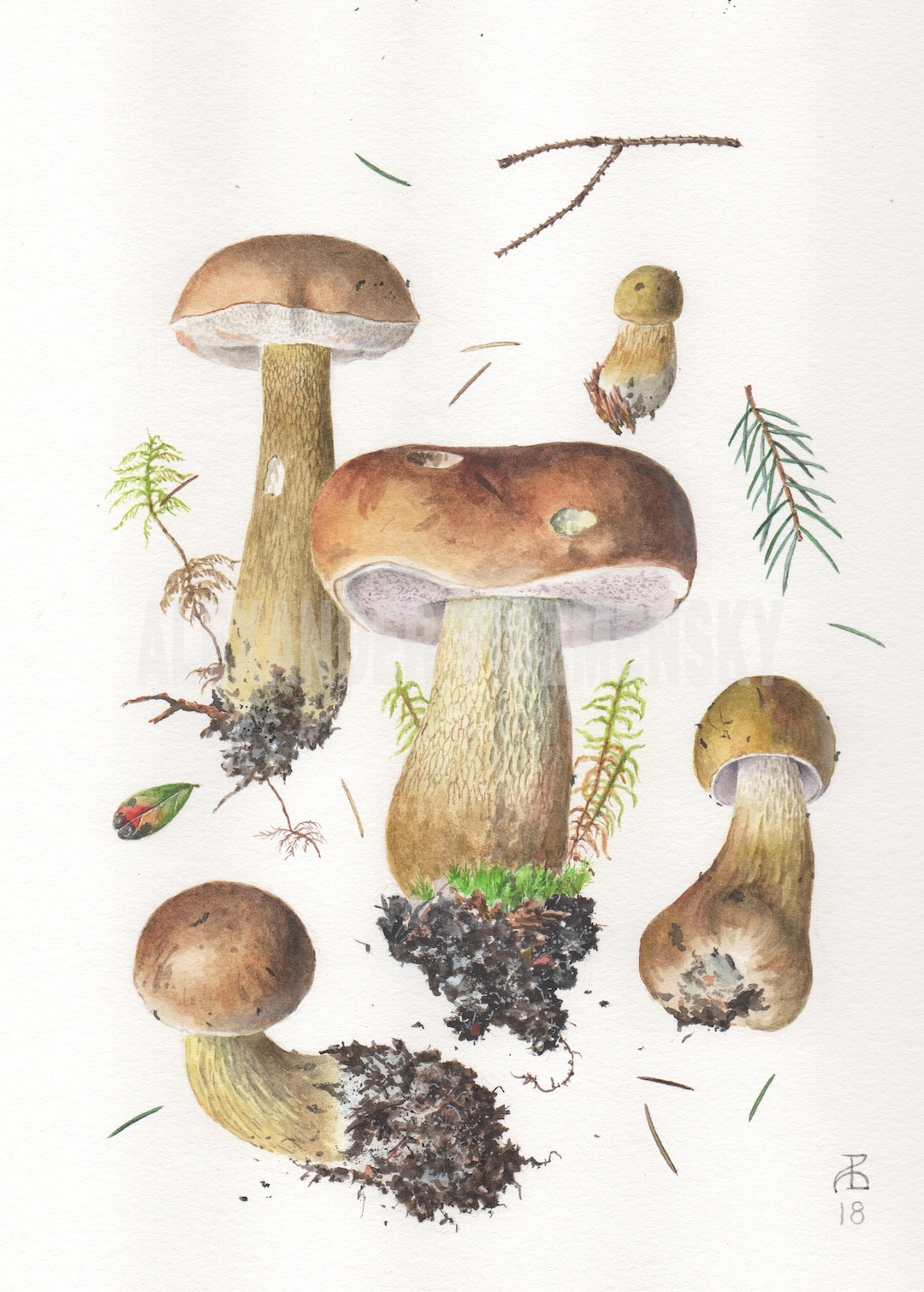 Tylopilus felleus