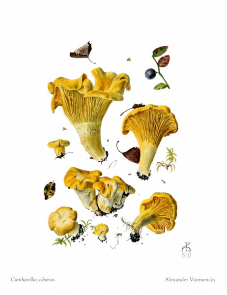 Cantharellus cibarius