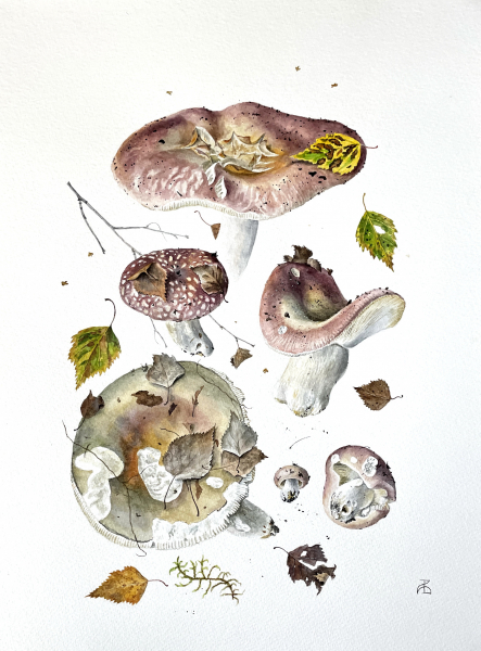 Russula vesca 