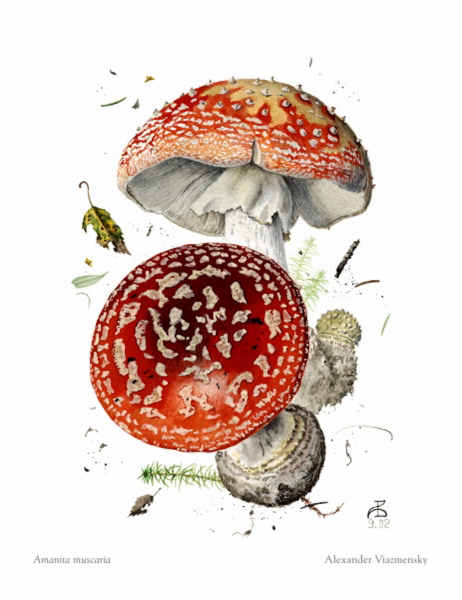 Amanita muscaria small