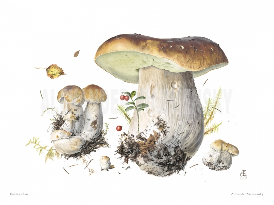 Boletus Edulis