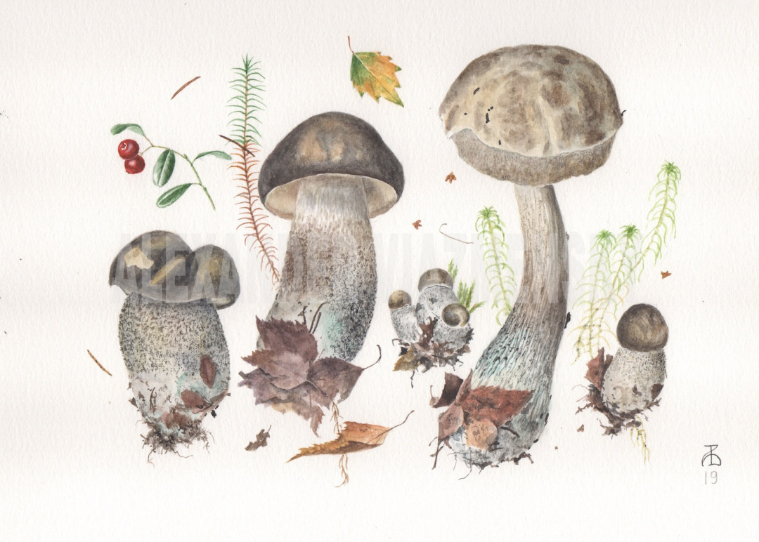 Leccinum varicolo