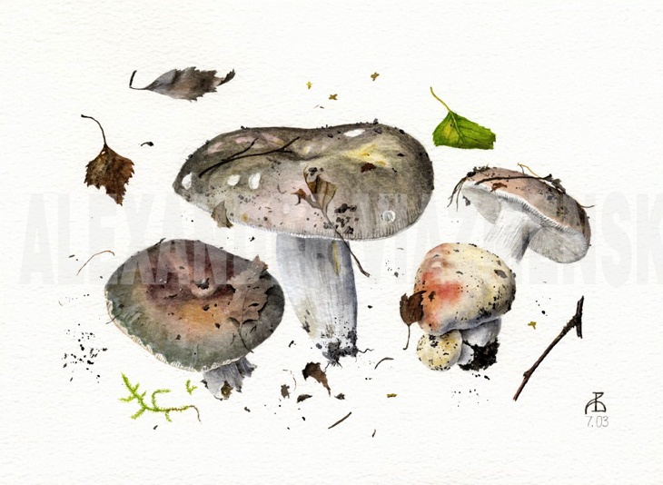 Russula cyanoxantha